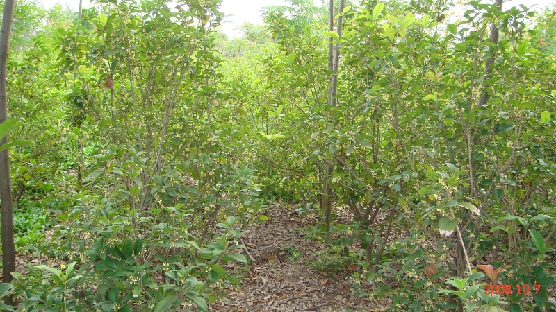 南通錦繡河山苗木最近動(dòng)態(tài)